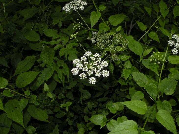 Spotted Water Hemlock - Cicuta maculata