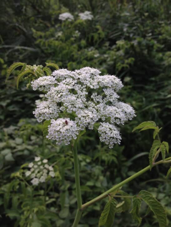 Spotted Water Hemlock - Cicuta maculata