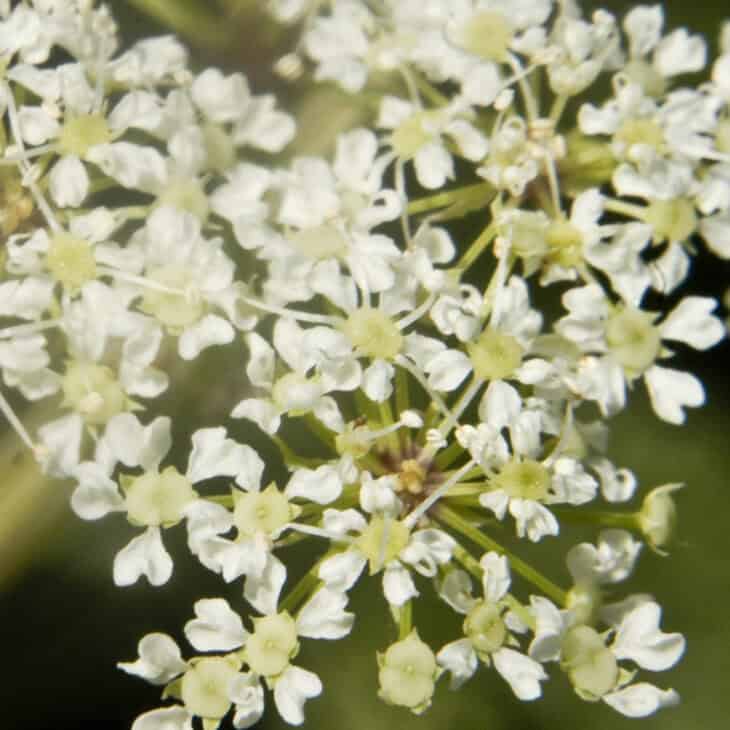 Spotted Water Hemlock - Cicuta maculata