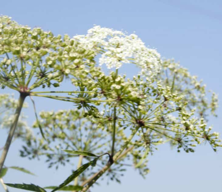 Spotted Water Hemlock - Cicuta maculata