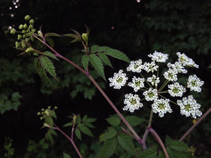 Spotted Water Hemlock - Cicuta maculata