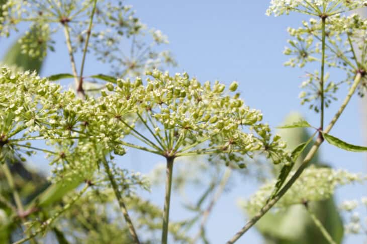 Spotted Water Hemlock - Cicuta maculata