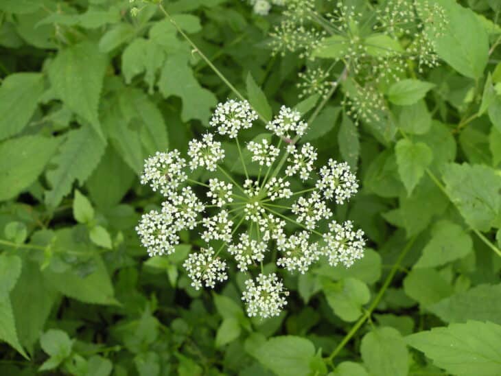 Spotted Water Hemlock - Cicuta maculata