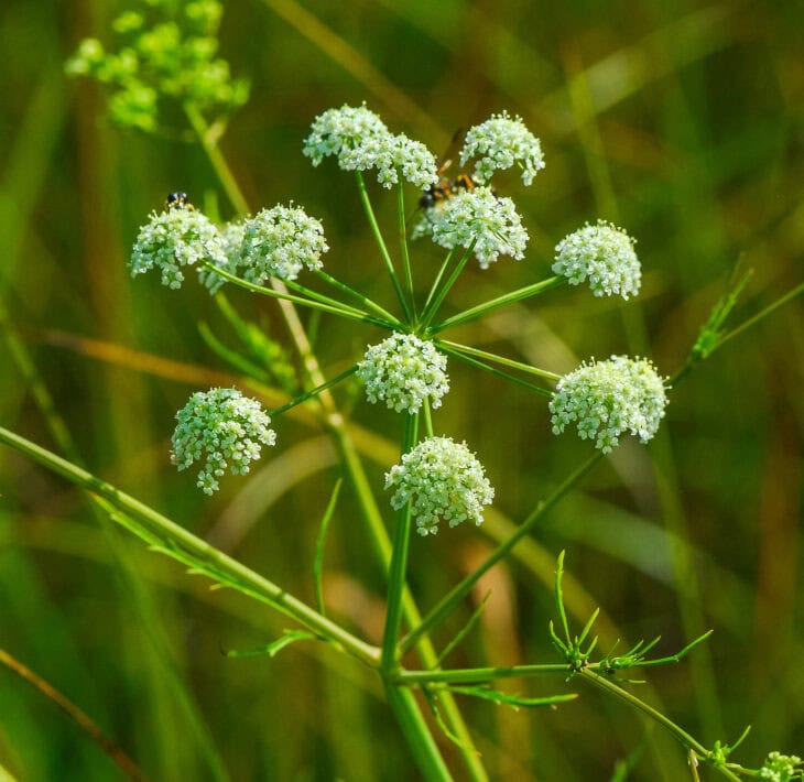 Spotted Water Hemlock - Cicuta maculata