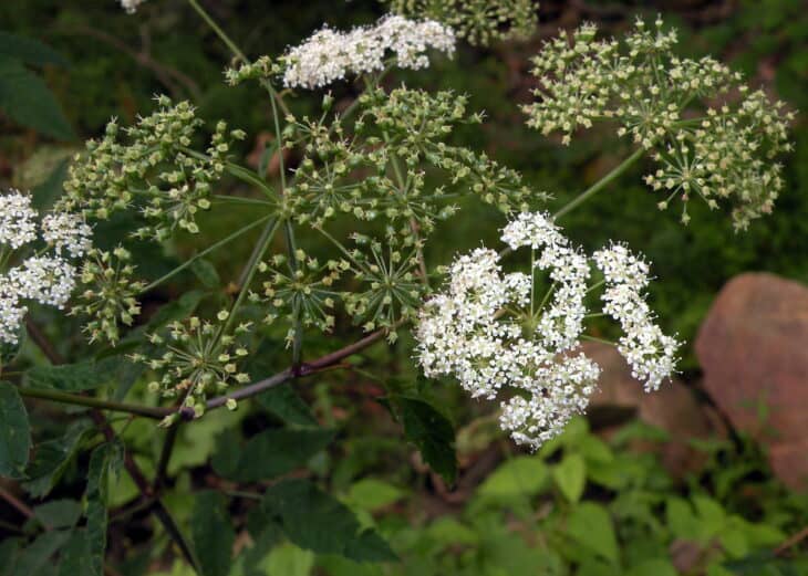 Spotted Water Hemlock - Cicuta maculata
