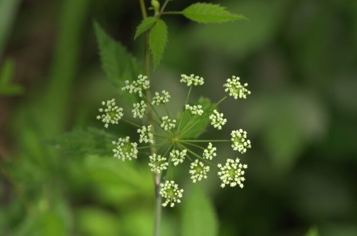 Spotted Water Hemlock - Cicuta maculata