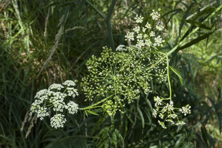 Spotted Water Hemlock - Cicuta maculata