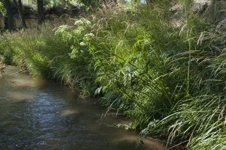 Spotted Water Hemlock - Cicuta maculata