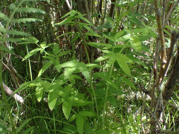 Spotted Water Hemlock - Cicuta maculata
