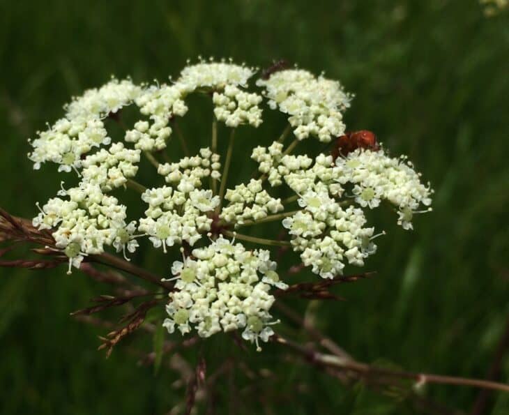 Spotted Water Hemlock - Cicuta maculata