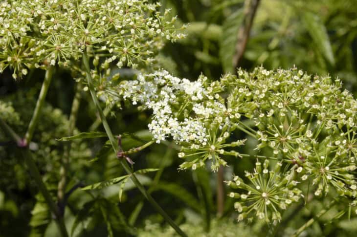 Spotted Water Hemlock - Cicuta maculata