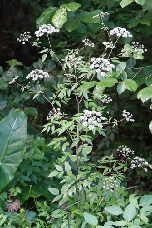 Spotted Water Hemlock - Cicuta maculata