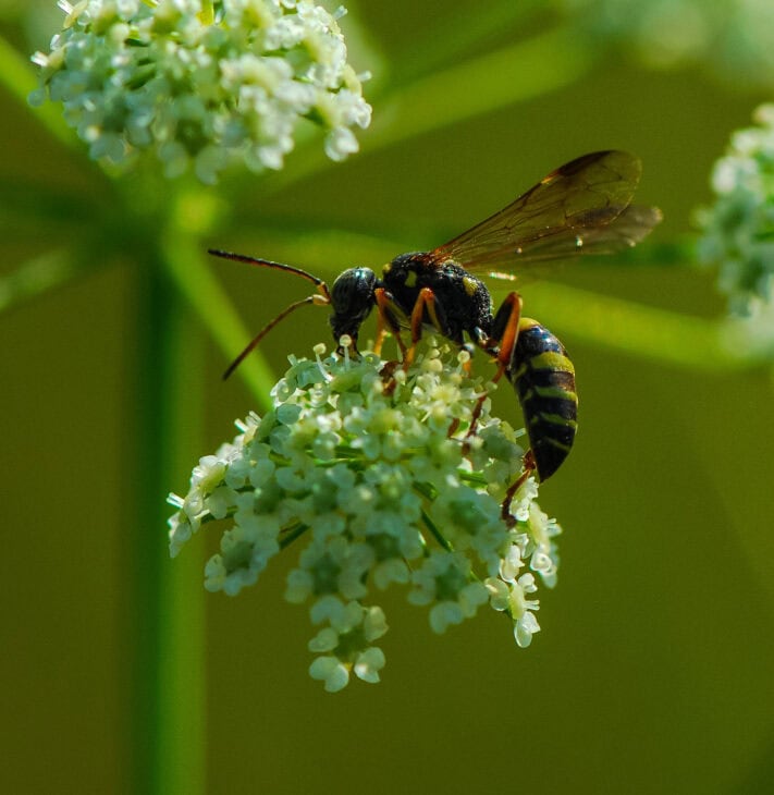 Spotted Water Hemlock - Cicuta maculata
