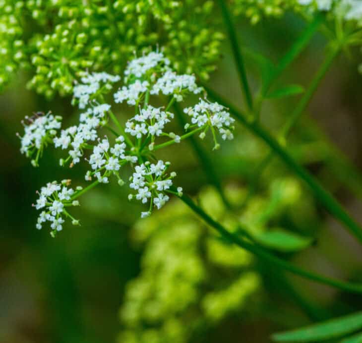 Spotted Water Hemlock - Cicuta maculata