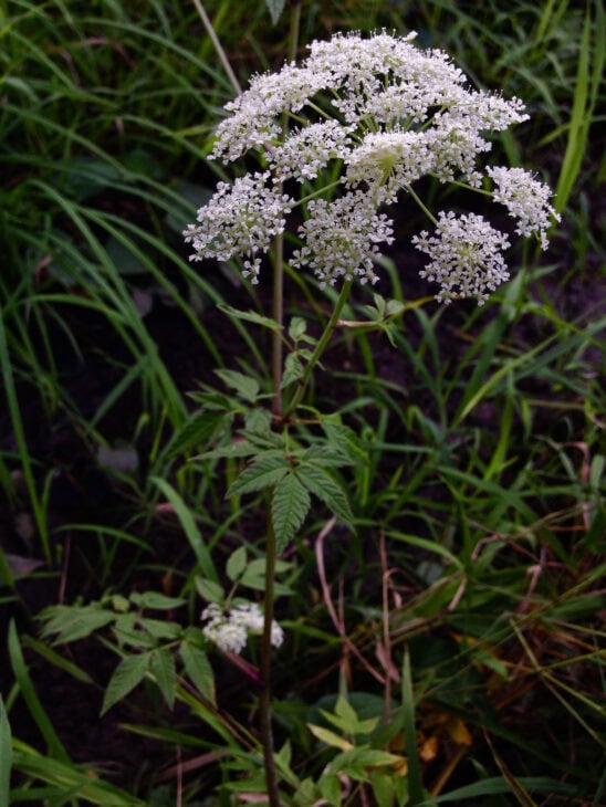 Spotted Water Hemlock - Cicuta maculata