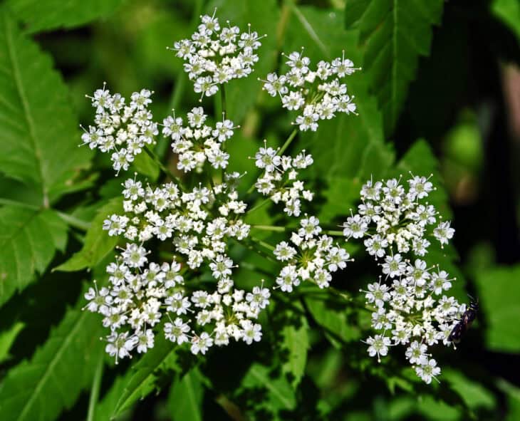 Spotted Water Hemlock - Cicuta maculata