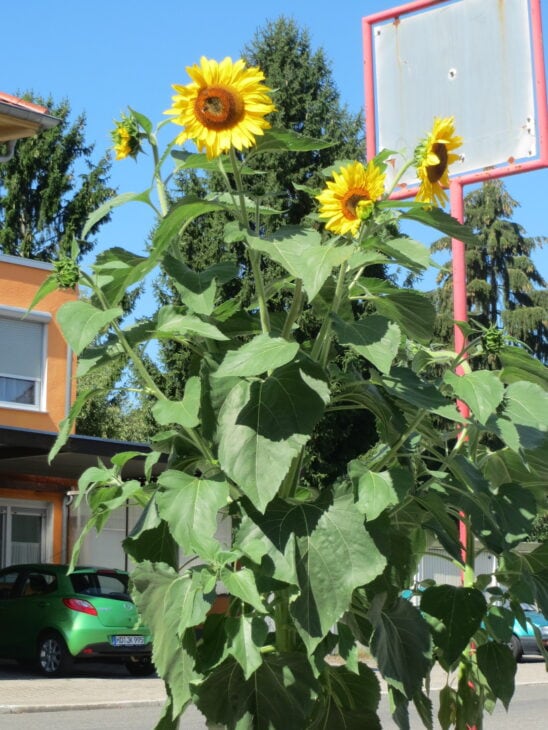 Sunflower - Helianthus annuus