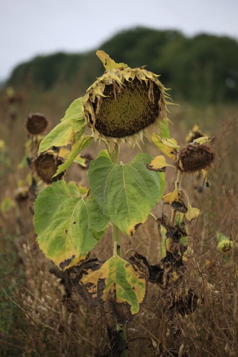 Sunflower - Helianthus annuus