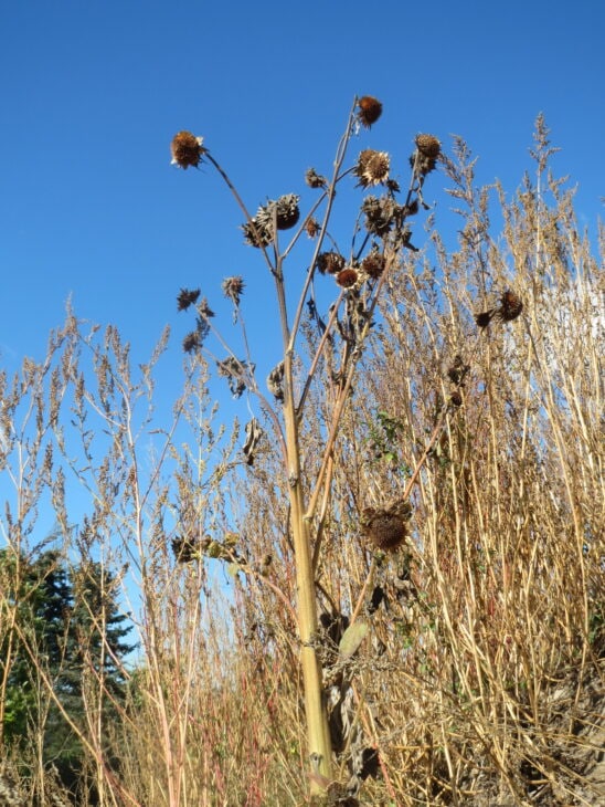 Sunflower - Helianthus annuus