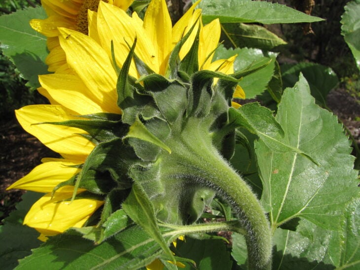 Sunflower - Helianthus annuus