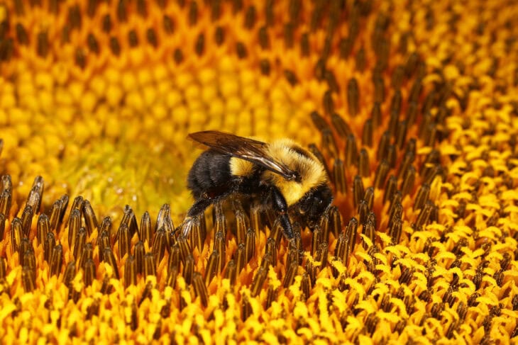 Sunflower - Helianthus annuus