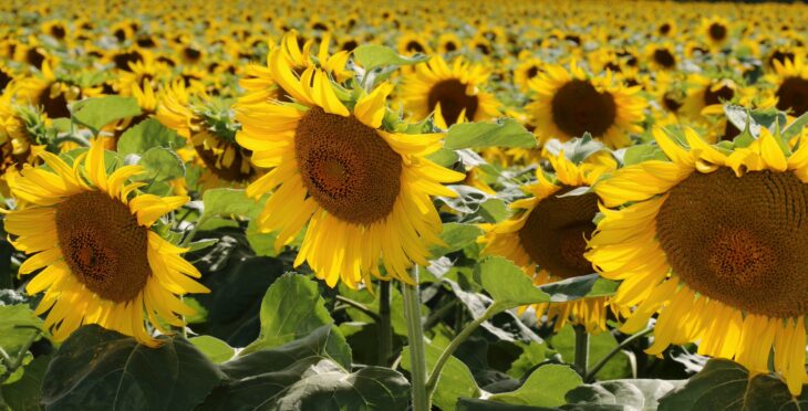 Sunflower - Helianthus annuus