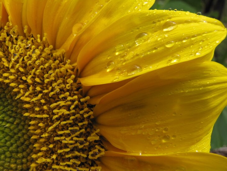 Sunflower - Helianthus annuus