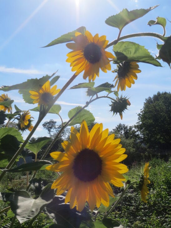 Sunflower - Helianthus annuus