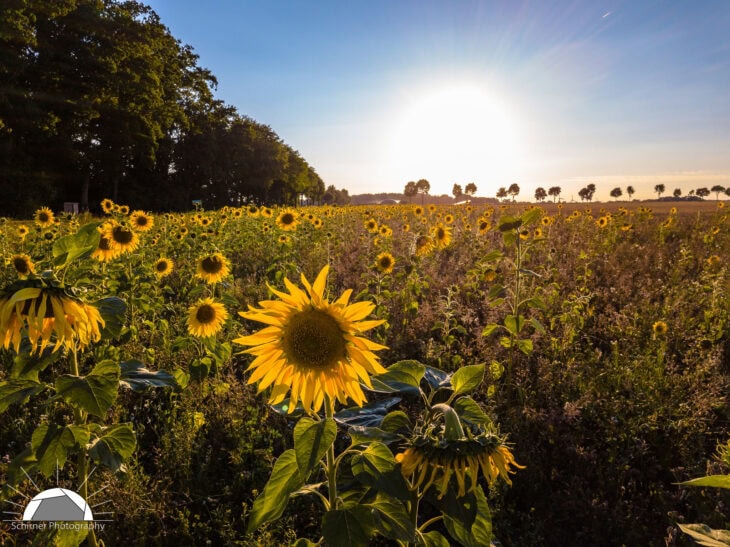 Sunflower - Helianthus annuus