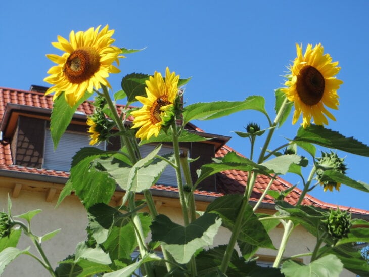 Sunflower - Helianthus annuus