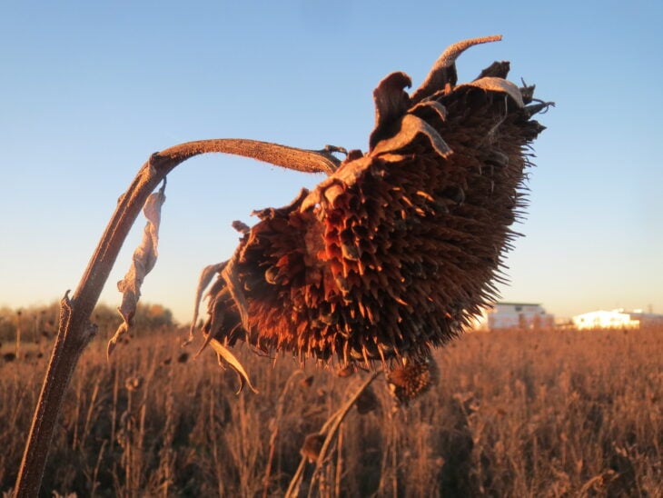 Sunflower - Helianthus annuus