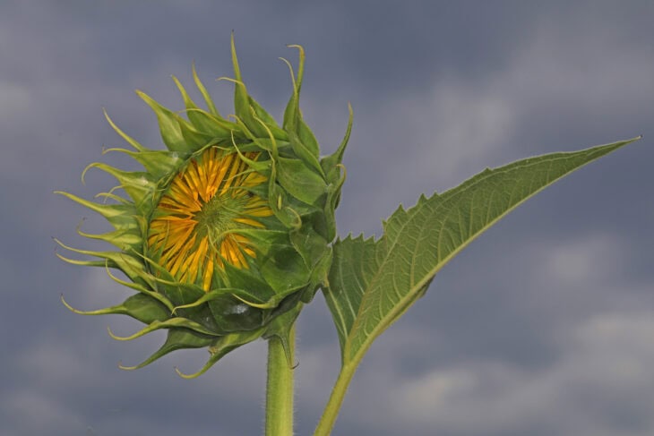 Sunflower - Helianthus annuus