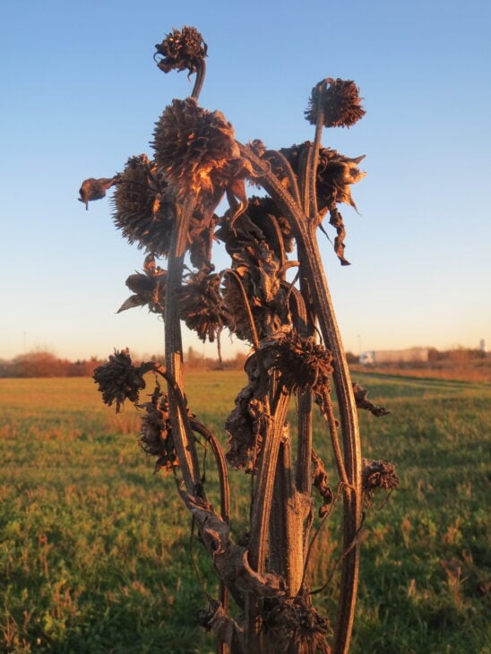 Sunflower - Helianthus annuus