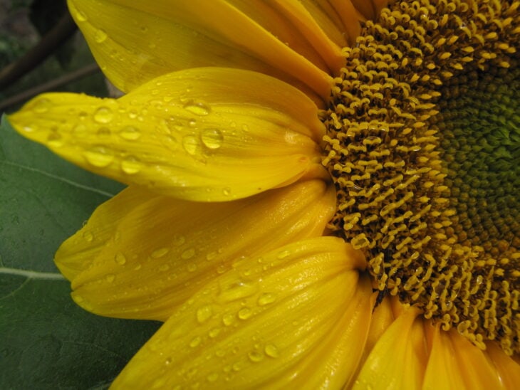 Sunflower - Helianthus annuus