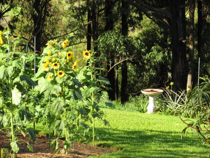 Sunflower - Helianthus annuus