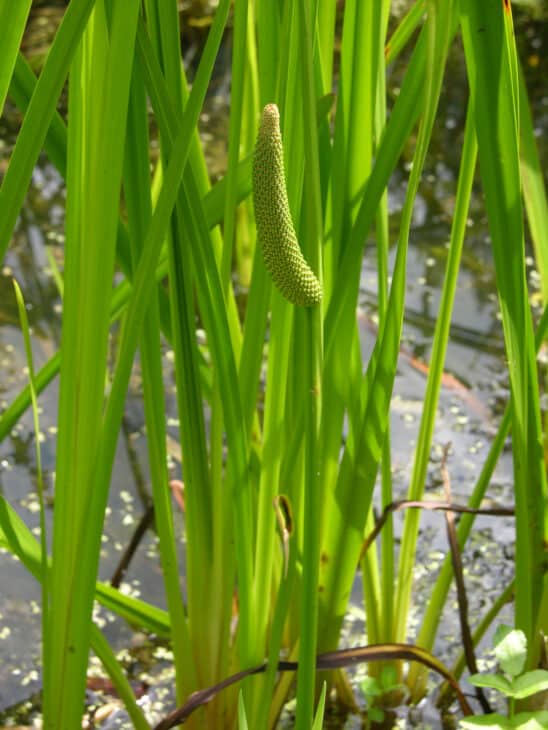 Sweet Flag - Acorus calamus