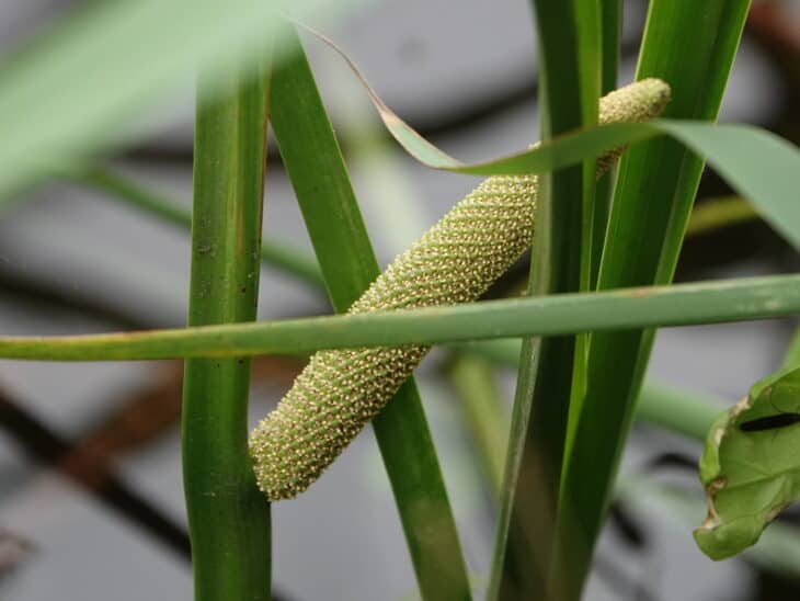 Sweet Flag - Acorus calamus