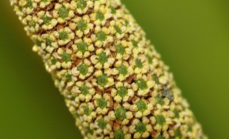 Sweet Flag - Acorus calamus