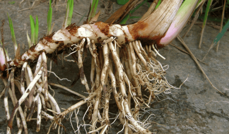 Sweet Flag - Acorus calamus