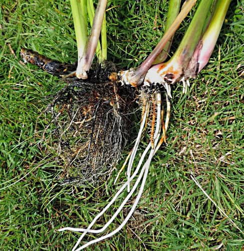 Sweet Flag - Acorus calamus