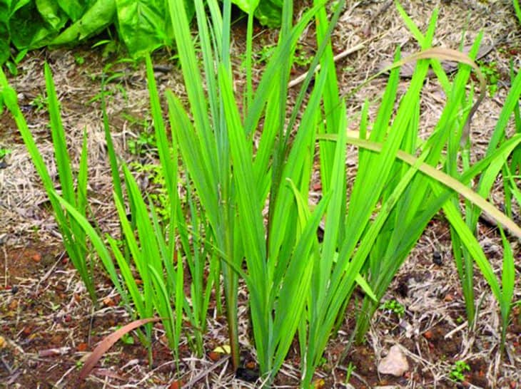 Sweet Flag - Acorus calamus