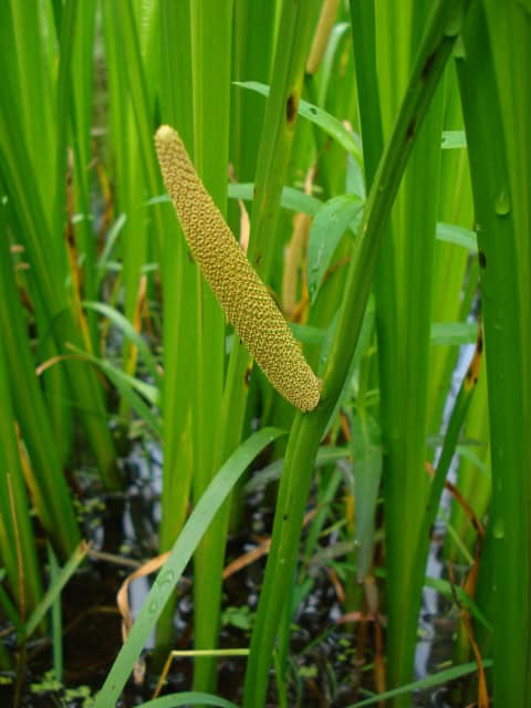 Sweet Flag - Acorus calamus