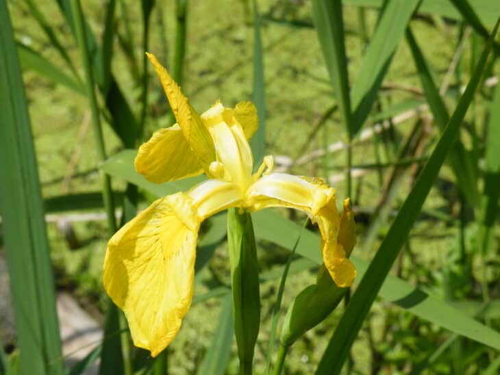 Sweet Flag - Acorus calamus
