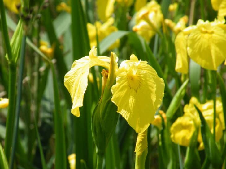 Sweet Flag - Acorus calamus