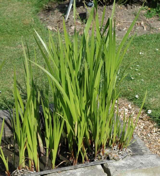 Sweet Flag - Acorus calamus