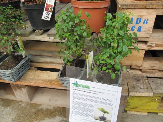Sweet Plum - Sageretia theezans