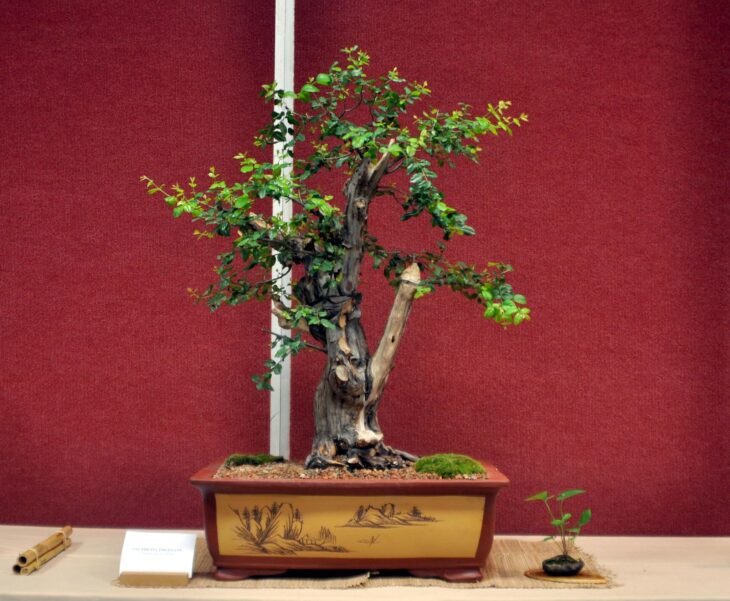 Sweet Plum - Sageretia theezans