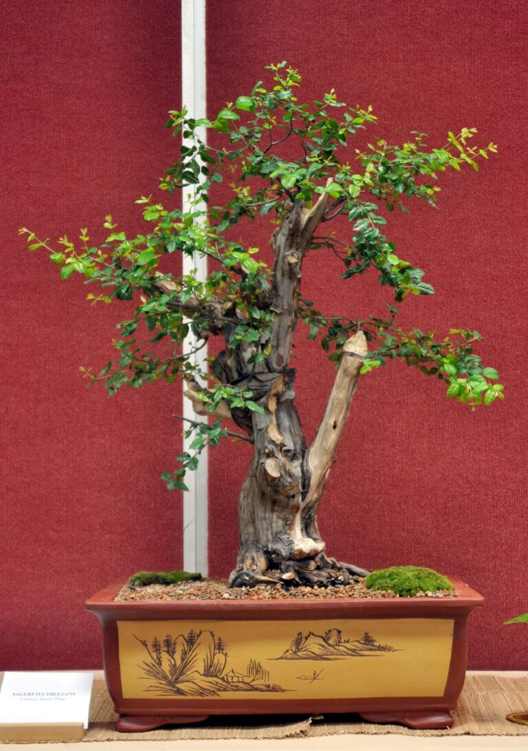 Sweet Plum - Sageretia theezans - Bonsai