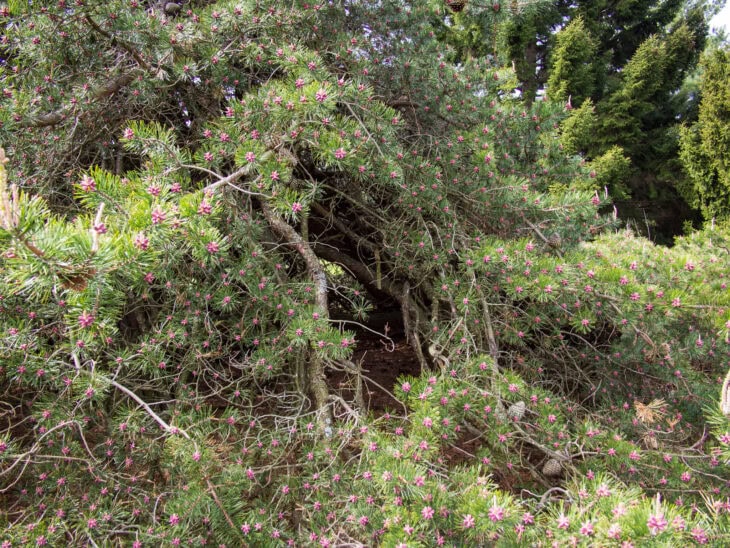 Table Mountain Pine - Pinus pungens