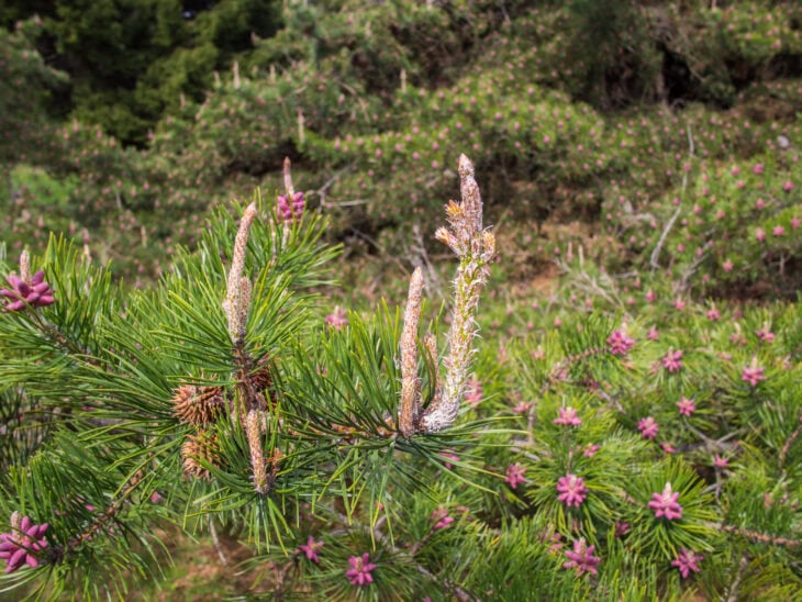 Table Mountain Pine - Pinus pungens